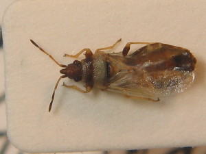  ( - BFB_Heteroptera_Schmolke_0342)  @12 [ ] CreativeCommons - Attribution Non-Commercial Share-Alike (2012) SNSB, Zoologische Staatssammlung Muenchen SNSB, Zoologische Staatssammlung Muenchen