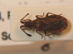  ( - BFB_Heteroptera_Schmolke_0349)  @13 [ ] CreativeCommons - Attribution Non-Commercial Share-Alike (2012) SNSB, Zoologische Staatssammlung Muenchen SNSB, Zoologische Staatssammlung Muenchen