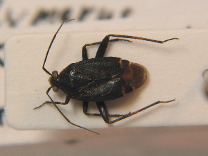  ( - BFB_Heteroptera_Schmolke_0379)  @11 [ ] CreativeCommons - Attribution Non-Commercial Share-Alike (2012) SNSB, Zoologische Staatssammlung Muenchen SNSB, Zoologische Staatssammlung Muenchen