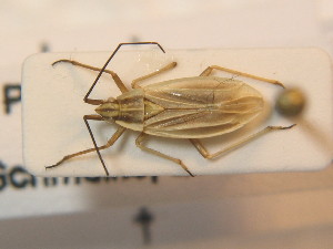  ( - BFB_Heteroptera_Schmolke_0384)  @11 [ ] CreativeCommons - Attribution Non-Commercial Share-Alike (2012) SNSB, Zoologische Staatssammlung Muenchen SNSB, Zoologische Staatssammlung Muenchen