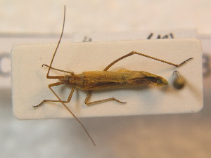  ( - BFB_Heteroptera_Schmolke_0387)  @11 [ ] CreativeCommons - Attribution Non-Commercial Share-Alike (2012) SNSB, Zoologische Staatssammlung Muenchen SNSB, Zoologische Staatssammlung Muenchen