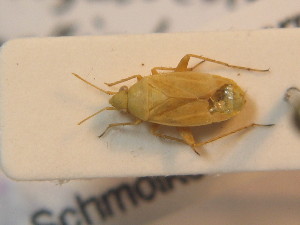  ( - BFB_Heteroptera_Schmolke_0407)  @13 [ ] CreativeCommons - Attribution Non-Commercial Share-Alike (2012) SNSB, Zoologische Staatssammlung Muenchen SNSB, Zoologische Staatssammlung Muenchen