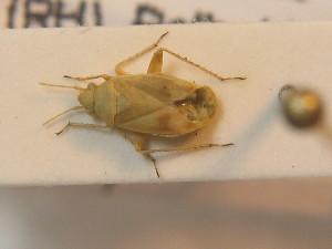  ( - BFB_Heteroptera_Schmolke_0409)  @11 [ ] CreativeCommons - Attribution Non-Commercial Share-Alike (2012) SNSB, Zoologische Staatssammlung Muenchen SNSB, Zoologische Staatssammlung Muenchen