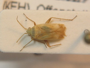  ( - BFB_Heteroptera_Schmolke_0410)  @12 [ ] CreativeCommons - Attribution Non-Commercial Share-Alike (2012) SNSB, Zoologische Staatssammlung Muenchen SNSB, Zoologische Staatssammlung Muenchen