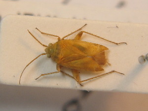 (Megalocoleus tanaceti - BFB_Heteroptera_Schmolke_0411)  @11 [ ] CreativeCommons - Attribution Non-Commercial Share-Alike (2012) SNSB, Zoologische Staatssammlung Muenchen SNSB, Zoologische Staatssammlung Muenchen