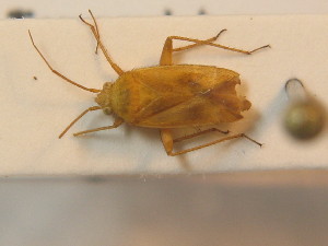  ( - BFB_Heteroptera_Schmolke_0412)  @11 [ ] CreativeCommons - Attribution Non-Commercial Share-Alike (2012) SNSB, Zoologische Staatssammlung Muenchen SNSB, Zoologische Staatssammlung Muenchen