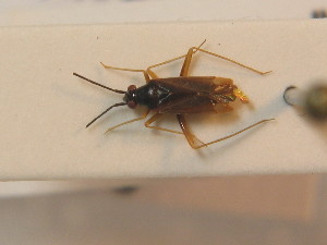  ( - BFB_Heteroptera_Schmolke_0422)  @11 [ ] CreativeCommons - Attribution Non-Commercial Share-Alike (2012) SNSB, Zoologische Staatssammlung Muenchen SNSB, Zoologische Staatssammlung Muenchen