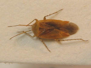  ( - BFB_Heteroptera_Schmolke_0423)  @13 [ ] CreativeCommons - Attribution Non-Commercial Share-Alike (2012) SNSB, Zoologische Staatssammlung Muenchen SNSB, Zoologische Staatssammlung Muenchen