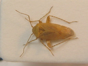 ( - BFB_Heteroptera_Schmolke_0425)  @13 [ ] CreativeCommons - Attribution Non-Commercial Share-Alike (2012) SNSB, Zoologische Staatssammlung Muenchen SNSB, Zoologische Staatssammlung Muenchen