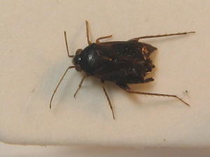  ( - BFB_Heteroptera_Schmolke_0429)  @11 [ ] CreativeCommons - Attribution Non-Commercial Share-Alike (2012) SNSB, Zoologische Staatssammlung Muenchen SNSB, Zoologische Staatssammlung Muenchen