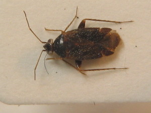  ( - BFB_Heteroptera_Schmolke_0431)  @11 [ ] CreativeCommons - Attribution Non-Commercial Share-Alike (2012) SNSB, Zoologische Staatssammlung Muenchen SNSB, Zoologische Staatssammlung Muenchen