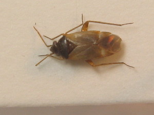  ( - BFB_Heteroptera_Schmolke_0446)  @11 [ ] CreativeCommons - Attribution Non-Commercial Share-Alike (2012) SNSB, Zoologische Staatssammlung Muenchen SNSB, Zoologische Staatssammlung Muenchen