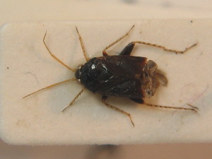  ( - BFB_Heteroptera_Schmolke_0449)  @11 [ ] CreativeCommons - Attribution Non-Commercial Share-Alike (2012) SNSB, Zoologische Staatssammlung Muenchen SNSB, Zoologische Staatssammlung Muenchen