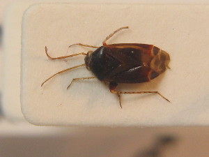  ( - BFB_Heteroptera_Schmolke_0450)  @11 [ ] CreativeCommons - Attribution Non-Commercial Share-Alike (2012) SNSB, Zoologische Staatssammlung Muenchen SNSB, Zoologische Staatssammlung Muenchen