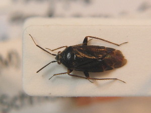  ( - BFB_Heteroptera_Schmolke_0454)  @13 [ ] CreativeCommons - Attribution Non-Commercial Share-Alike (2012) SNSB, Zoologische Staatssammlung Muenchen SNSB, Zoologische Staatssammlung Muenchen