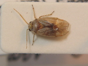  ( - BFB_Heteroptera_Schmolke_0468)  @11 [ ] CreativeCommons - Attribution Non-Commercial Share-Alike (2012) SNSB, Zoologische Staatssammlung Muenchen SNSB, Zoologische Staatssammlung Muenchen