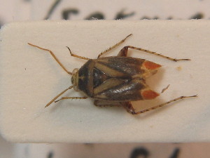 ( - BFB_Heteroptera_Schmolke_0469)  @11 [ ] CreativeCommons - Attribution Non-Commercial Share-Alike (2012) SNSB, Zoologische Staatssammlung Muenchen SNSB, Zoologische Staatssammlung Muenchen