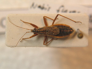  ( - BFB_Heteroptera_Schmolke_0487)  @14 [ ] CreativeCommons - Attribution Non-Commercial Share-Alike (2012) SNSB, Zoologische Staatssammlung Muenchen SNSB, Zoologische Staatssammlung Muenchen