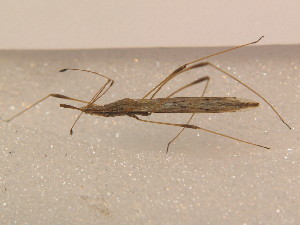  ( - BFB_Heteroptera_Schmolke_0520)  @13 [ ] CreativeCommons - Attribution Non-Commercial Share-Alike (2012) SNSB, Zoologische Staatssammlung Muenchen SNSB, Zoologische Staatssammlung Muenchen