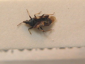  ( - BFB_Heteroptera_Schmolke_0590)  @11 [ ] CreativeCommons - Attribution Non-Commercial Share-Alike (2012) SNSB, Zoologische Staatssammlung Muenchen SNSB, Zoologische Staatssammlung Muenchen