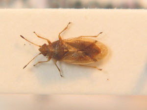  ( - BFB_Heteroptera_Schmolke_0677)  @11 [ ] CreativeCommons - Attribution Non-Commercial Share-Alike (2012) SNSB, Zoologische Staatssammlung Muenchen SNSB, Zoologische Staatssammlung Muenchen