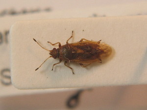  ( - BFB_Heteroptera_Schmolke_0679)  @11 [ ] CreativeCommons - Attribution Non-Commercial Share-Alike (2012) SNSB, Zoologische Staatssammlung Muenchen SNSB, Zoologische Staatssammlung Muenchen