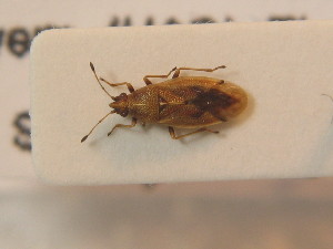  ( - BFB_Heteroptera_Schmolke_0680)  @11 [ ] CreativeCommons - Attribution Non-Commercial Share-Alike (2012) SNSB, Zoologische Staatssammlung Muenchen SNSB, Zoologische Staatssammlung Muenchen
