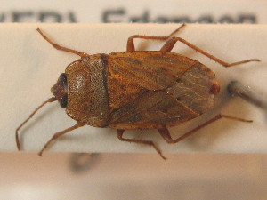  ( - BFB_Heteroptera_Schmolke_0779)  @11 [ ] CreativeCommons - Attribution Non-Commercial Share-Alike (2012) SNSB, Zoologische Staatssammlung Muenchen SNSB, Zoologische Staatssammlung Muenchen