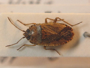  ( - BFB_Heteroptera_Schmolke_0780)  @11 [ ] CreativeCommons - Attribution Non-Commercial Share-Alike (2012) SNSB, Zoologische Staatssammlung Muenchen SNSB, Zoologische Staatssammlung Muenchen