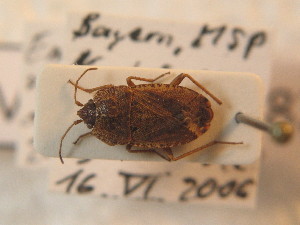  ( - BFB_Heteroptera_Schmolke_0782)  @11 [ ] CreativeCommons - Attribution Non-Commercial Share-Alike (2012) SNSB, Zoologische Staatssammlung Muenchen SNSB, Zoologische Staatssammlung Muenchen