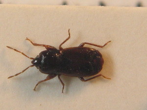  ( - BFB_Heteroptera_Schmolke_0823)  @11 [ ] CreativeCommons - Attribution Non-Commercial Share-Alike (2012) SNSB, Zoologische Staatssammlung Muenchen SNSB, Zoologische Staatssammlung Muenchen
