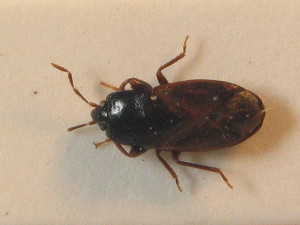  ( - BFB_Heteroptera_Schmolke_0824)  @11 [ ] CreativeCommons - Attribution Non-Commercial Share-Alike (2012) SNSB, Zoologische Staatssammlung Muenchen SNSB, Zoologische Staatssammlung Muenchen