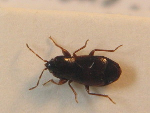  ( - BFB_Heteroptera_Schmolke_0826)  @11 [ ] CreativeCommons - Attribution Non-Commercial Share-Alike (2012) SNSB, Zoologische Staatssammlung Muenchen SNSB, Zoologische Staatssammlung Muenchen