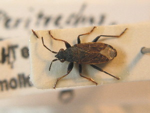  ( - BFB_Heteroptera_Schmolke_0843)  @11 [ ] CreativeCommons - Attribution Non-Commercial Share-Alike (2012) SNSB, Zoologische Staatssammlung Muenchen SNSB, Zoologische Staatssammlung Muenchen