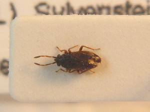  ( - BFB_Heteroptera_Schmolke_0872)  @11 [ ] CreativeCommons - Attribution Non-Commercial Share-Alike (2012) SNSB, Zoologische Staatssammlung Muenchen SNSB, Zoologische Staatssammlung Muenchen