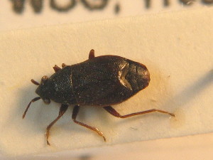  ( - BFB_Heteroptera_Schmolke_0877)  @11 [ ] CreativeCommons - Attribution Non-Commercial Share-Alike (2012) SNSB, Zoologische Staatssammlung Muenchen SNSB, Zoologische Staatssammlung Muenchen