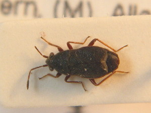  ( - BFB_Heteroptera_Schmolke_0878)  @11 [ ] CreativeCommons - Attribution Non-Commercial Share-Alike (2012) SNSB, Zoologische Staatssammlung Muenchen SNSB, Zoologische Staatssammlung Muenchen