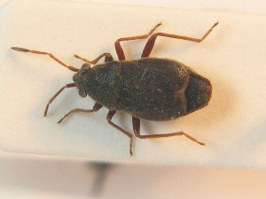 ( - BFB_Heteroptera_Schmolke_0879)  @11 [ ] CreativeCommons - Attribution Non-Commercial Share-Alike (2012) SNSB, Zoologische Staatssammlung Muenchen SNSB, Zoologische Staatssammlung Muenchen