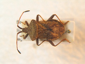  ( - BFB_Heteroptera_Schmolke_0917)  @11 [ ] CreativeCommons - Attribution Non-Commercial Share-Alike (2012) SNSB, Zoologische Staatssammlung Muenchen SNSB, Zoologische Staatssammlung Muenchen