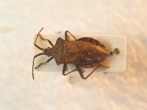  ( - BFB_Heteroptera_Schmolke_0918)  @11 [ ] CreativeCommons - Attribution Non-Commercial Share-Alike (2012) SNSB, Zoologische Staatssammlung Muenchen SNSB, Zoologische Staatssammlung Muenchen