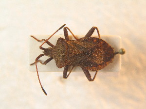  ( - BFB_Heteroptera_Schmolke_0919)  @11 [ ] CreativeCommons - Attribution Non-Commercial Share-Alike (2012) SNSB, Zoologische Staatssammlung Muenchen SNSB, Zoologische Staatssammlung Muenchen