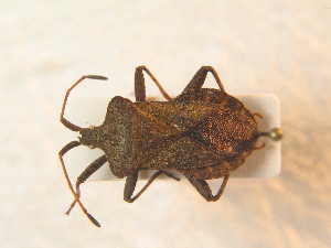  ( - BFB_Heteroptera_Schmolke_0920)  @11 [ ] CreativeCommons - Attribution Non-Commercial Share-Alike (2012) SNSB, Zoologische Staatssammlung Muenchen SNSB, Zoologische Staatssammlung Muenchen