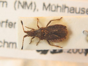  ( - BFB_Heteroptera_Schmolke_0933)  @11 [ ] CreativeCommons - Attribution Non-Commercial Share-Alike (2012) SNSB, Zoologische Staatssammlung Muenchen SNSB, Zoologische Staatssammlung Muenchen