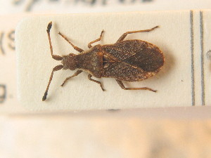  ( - BFB_Heteroptera_Schmolke_0934)  @11 [ ] CreativeCommons - Attribution Non-Commercial Share-Alike (2012) SNSB, Zoologische Staatssammlung Muenchen SNSB, Zoologische Staatssammlung Muenchen