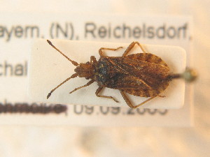  ( - BFB_Heteroptera_Schmolke_0941)  @11 [ ] CreativeCommons - Attribution Non-Commercial Share-Alike (2012) SNSB, Zoologische Staatssammlung Muenchen SNSB, Zoologische Staatssammlung Muenchen