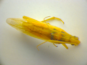  ( - BFB_Heteroptera_Kuechler_0015)  @12 [ ] CreativeCommons - Attribution Non-Commercial Share-Alike (2010) SNSB, Zoologische Staatssammlung Muenchen SNSB, Zoologische Staatssammlung Muenchen