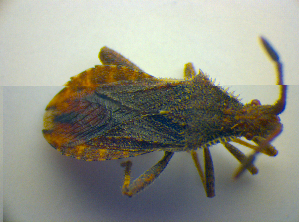  ( - BFB_Heteroptera_Kuechler_0087)  @13 [ ] CreativeCommons - Attribution Non-Commercial Share-Alike (2010) SNSB, Zoologische Staatssammlung Muenchen SNSB, Zoologische Staatssammlung Muenchen