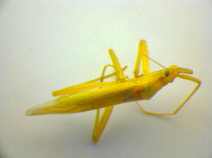  ( - BFB_Heteroptera_Kuechler_0092)  @12 [ ] CreativeCommons - Attribution Non-Commercial Share-Alike (2010) SNSB, Zoologische Staatssammlung Muenchen SNSB, Zoologische Staatssammlung Muenchen