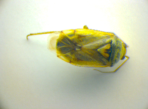  (Lygus gemellatus - BFB_Heteroptera_Kuechler_0119)  @12 [ ] CreativeCommons - Attribution Non-Commercial Share-Alike (2010) SNSB, Zoologische Staatssammlung Muenchen SNSB, Zoologische Staatssammlung Muenchen