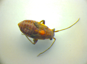  ( - BFB_Heteroptera_Kuechler_0128)  @12 [ ] CreativeCommons - Attribution Non-Commercial Share-Alike (2010) SNSB, Zoologische Staatssammlung Muenchen SNSB, Zoologische Staatssammlung Muenchen